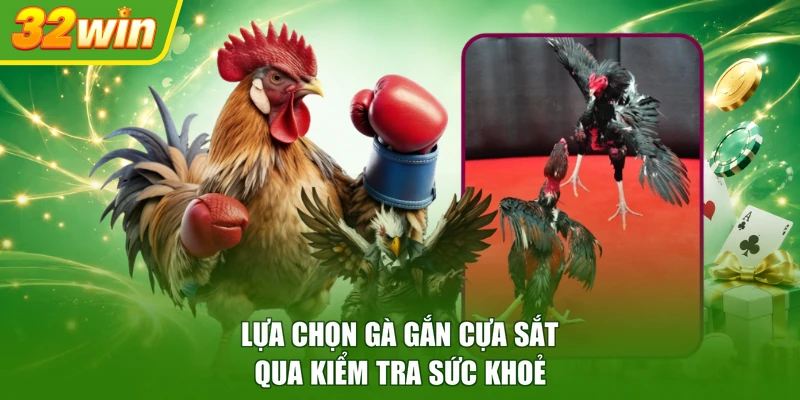 Lựa chọn gà gắn cựa sắt qua kiểm tra sức khoẻ