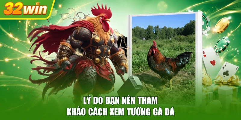 Lý do bạn nên tham khảo cách xem tướng gà đá 