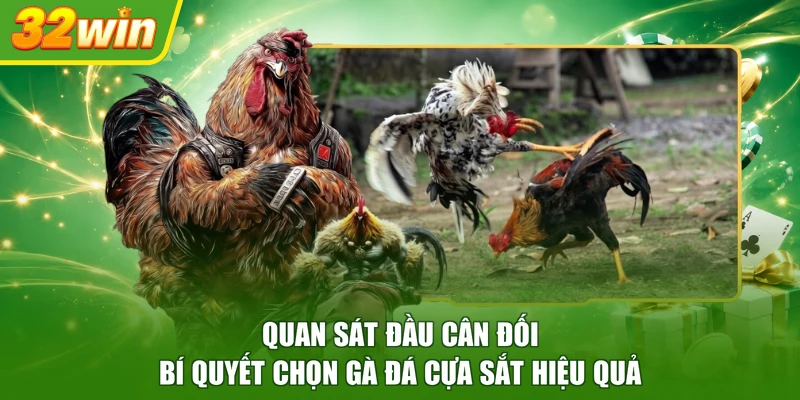 Quan sát đầu cân đối bí quyết chọn gà đá cựa sắt hiệu quả